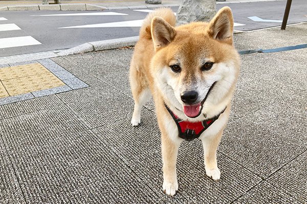 柴犬ラッキー