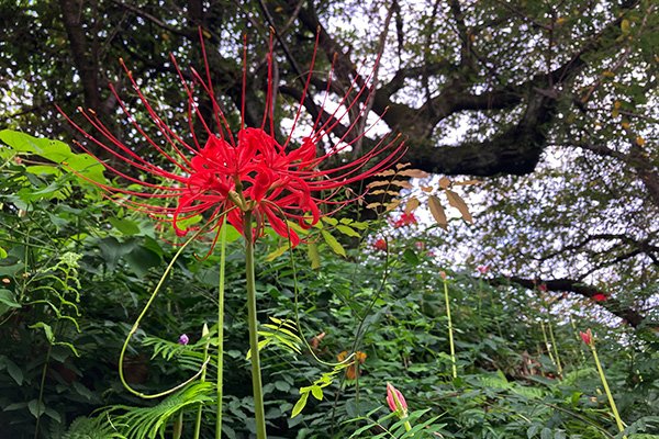 駿府城公園の石垣のヒガンバナ