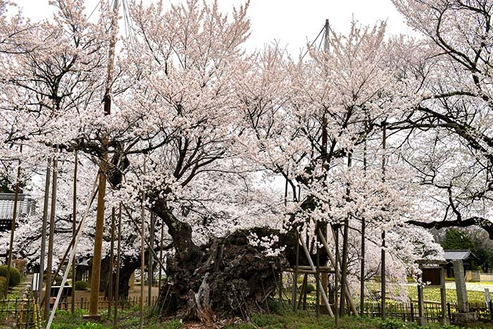 神代桜