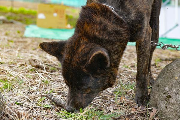 甲斐犬の北斗君