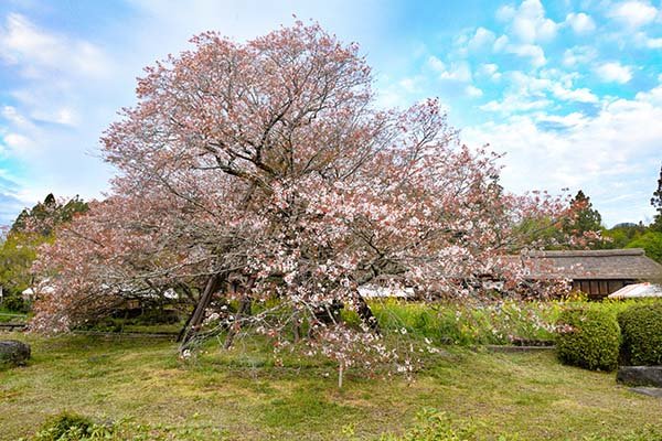 狩宿の下馬桜