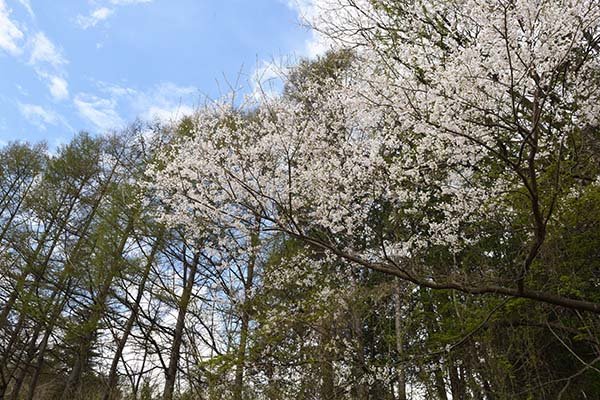 ひとなみをはずれて桜撮影