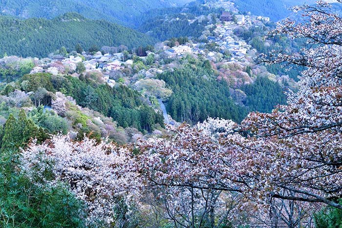 山桜満開