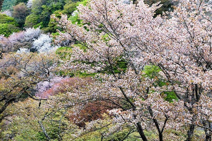 吉野山、色とりどり