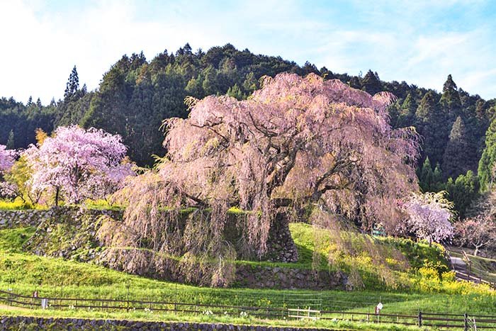 又兵衛桜