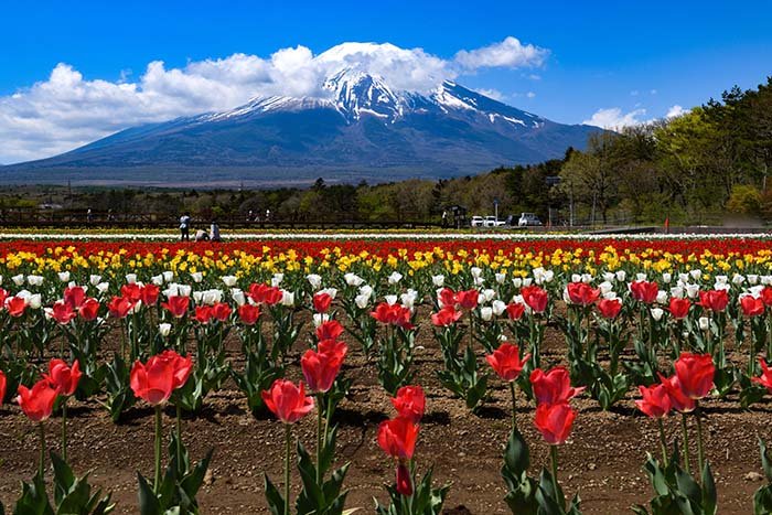 チューリップ畑と富士山