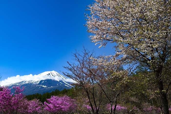 ミツバツツジと富士桜咲く場所