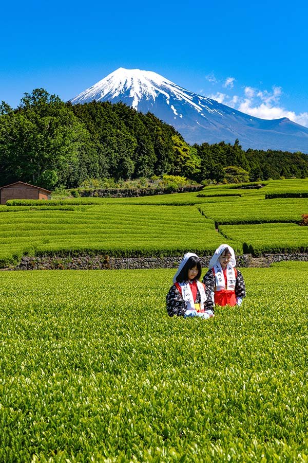 富士山と茶畑と茶娘
