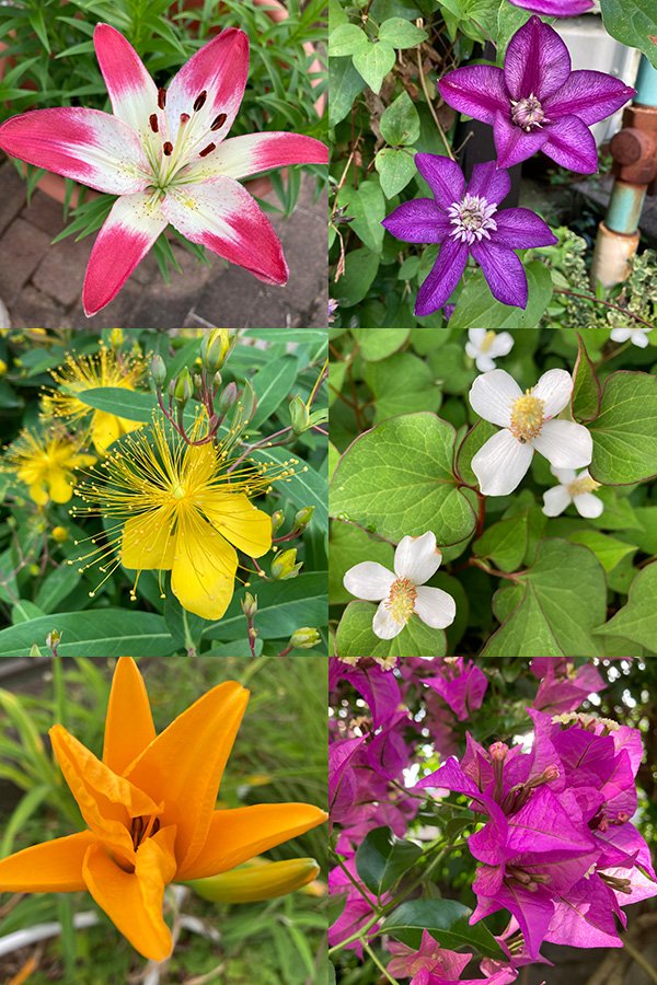 梅雨を控えた花々