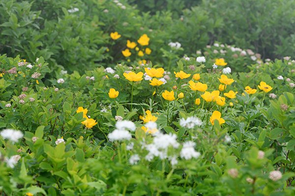 頂上直下100mくらい前のお花畑