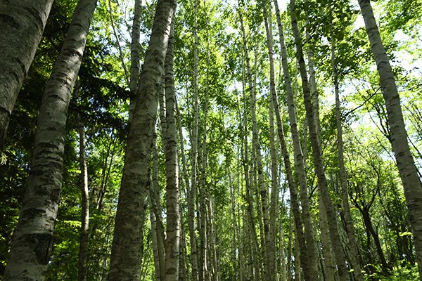 拓真館の白樺林