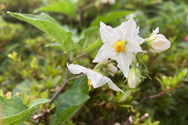 江川町の交差点に咲くジャガイモの花