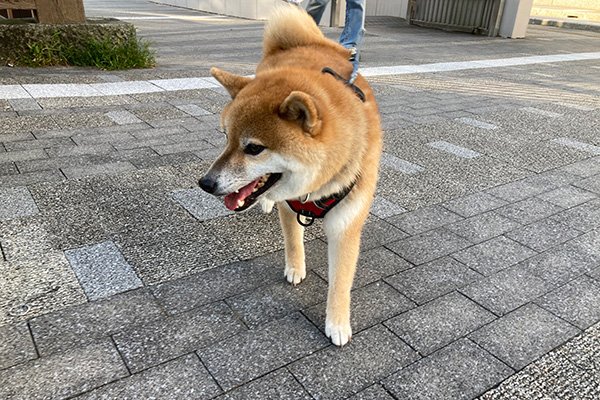 今日も柴犬ハッピーに出会う