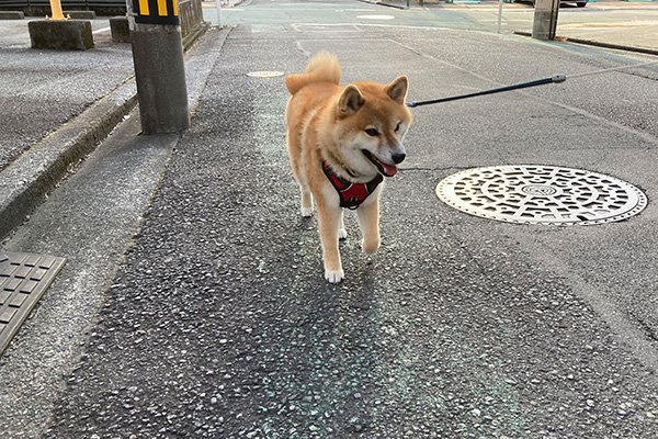 柴犬ハッピーちゃんに会いました