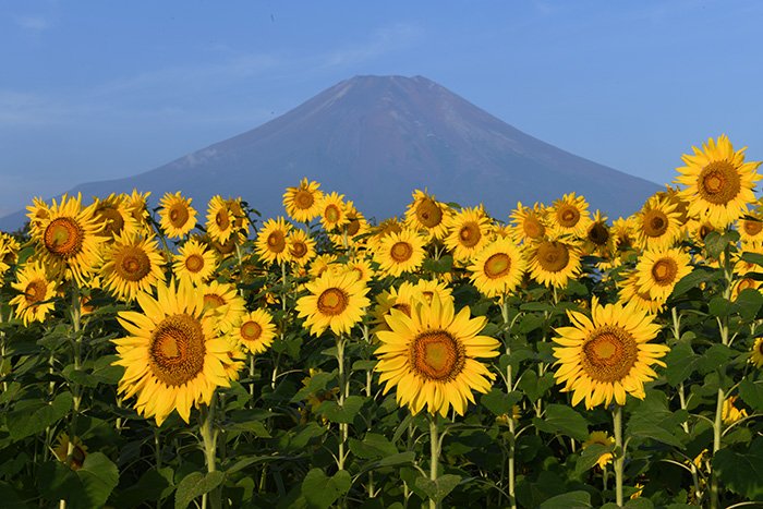 ひまわり畑からの富士山