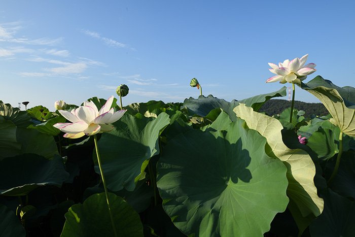 馬見塚の蓮田