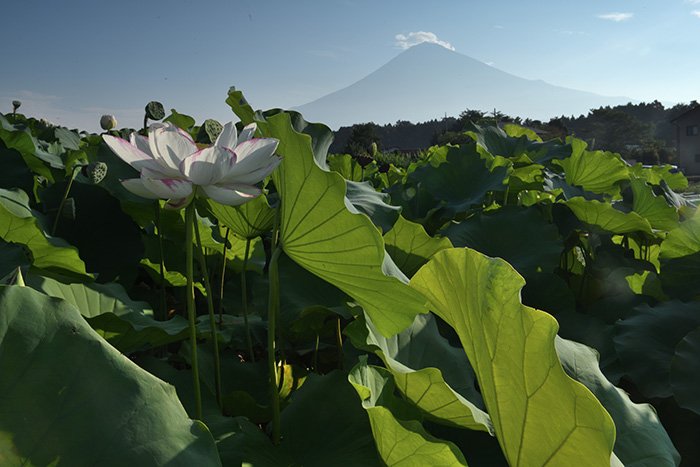 蓮田と富士山