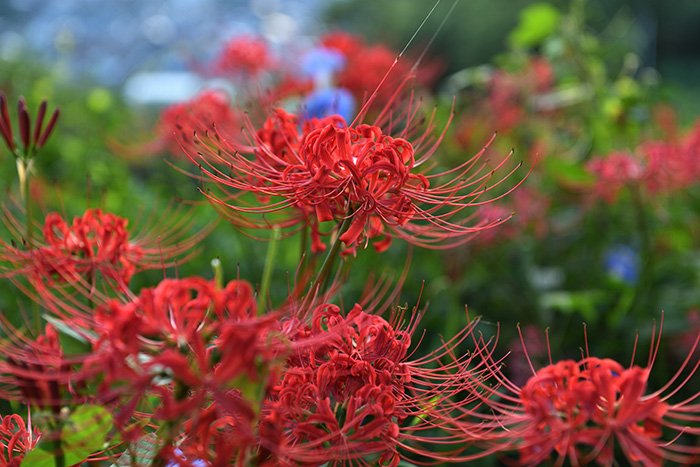 彼岸花の群落