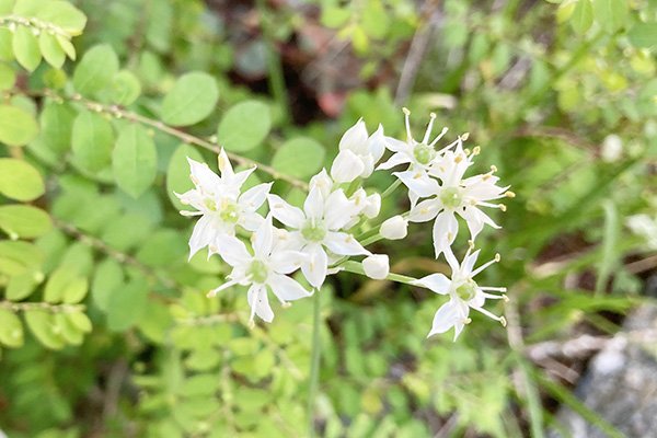 ニラの花