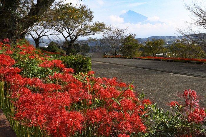 彼岸花と富士山