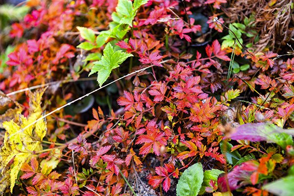 草紅葉