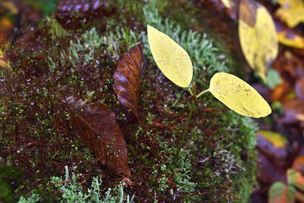 再生の森