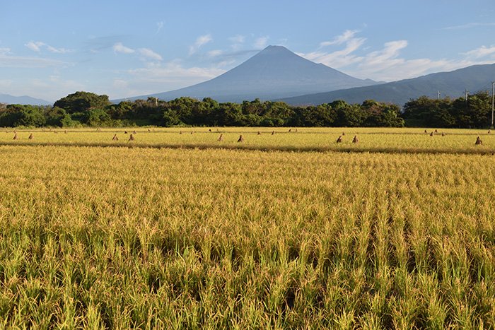 黄金色の田んぼと富士山