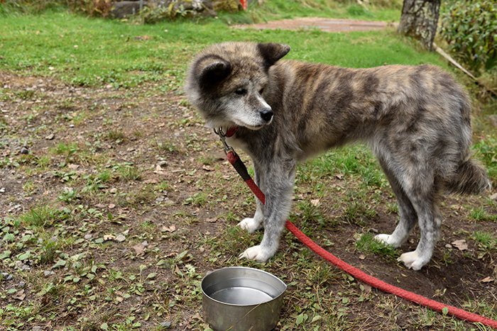 衰えた秋田犬