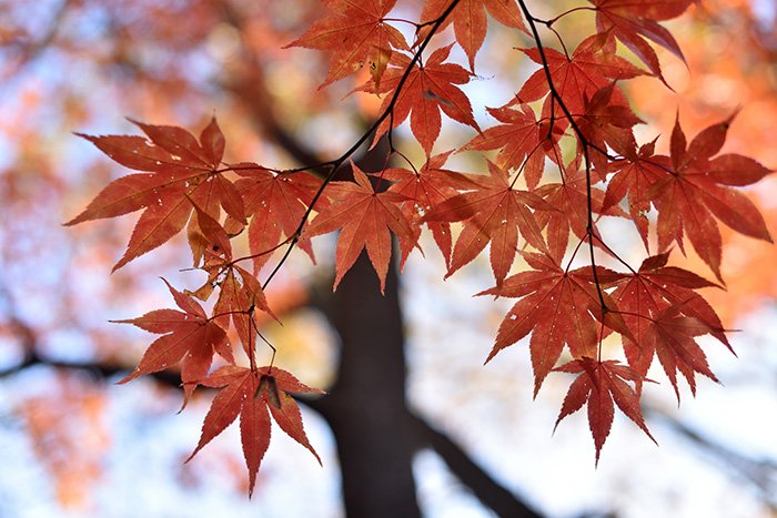 今年初めてのモミジの紅葉アップ