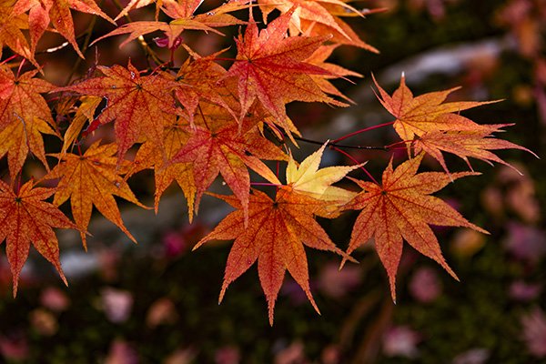 苔の参道のモミジ