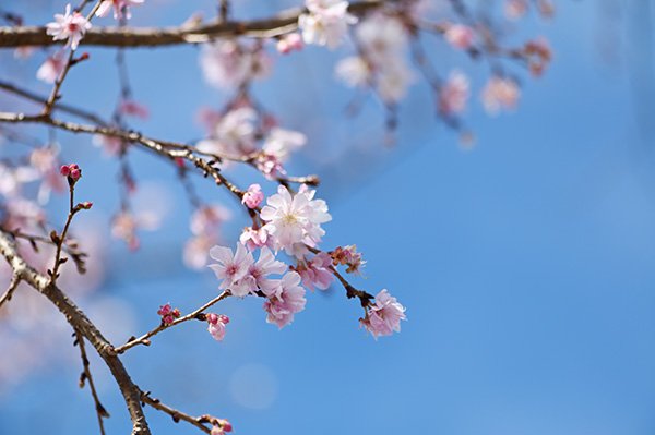 静岡市博物館に咲く10月桜