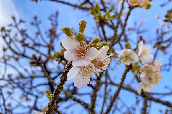 熱海桜の基準木