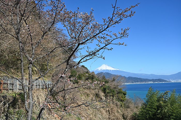 興津寒桜咲きはじめ