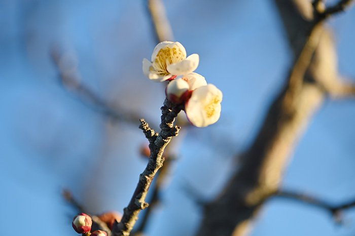 白梅開花