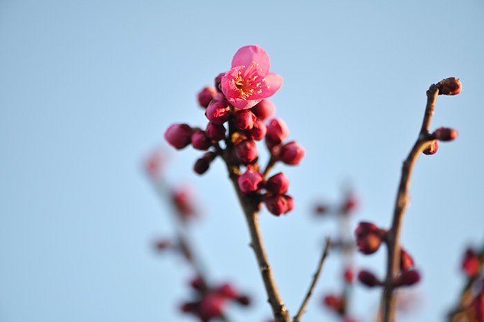 紅梅さく