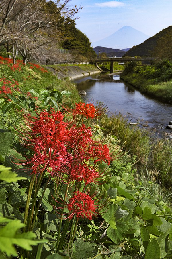 芝川町内房地区の川面とヒガンバナ