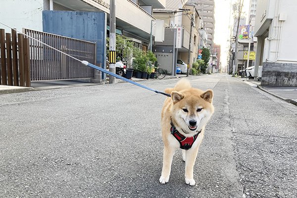 マンションから柴犬ハッピーちゃんが出てきました。