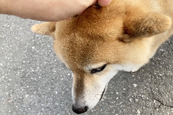 体を摺り寄せてくる